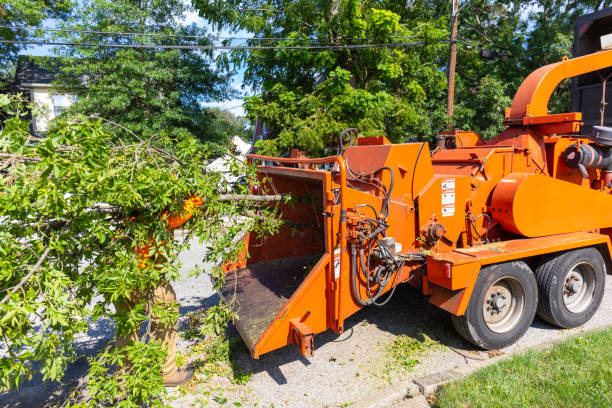 The Steps Involved in Our Tree Care Process in Long Beach, NY